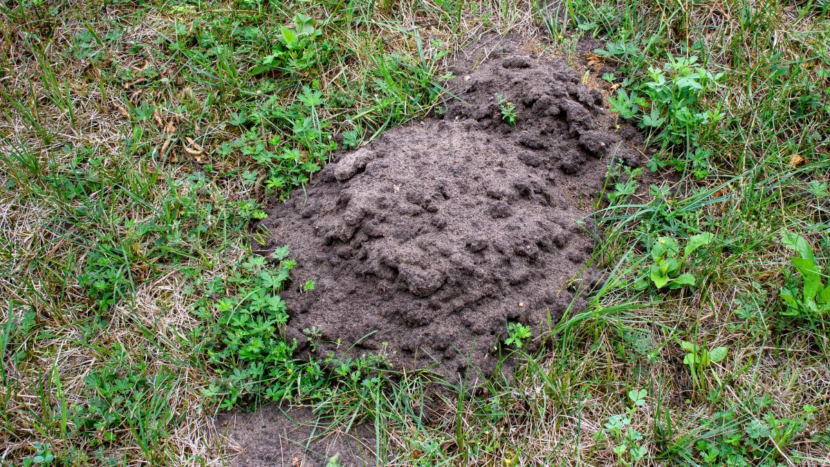Jak pozbyć się kretów z ogródka? / zdjęcie poglądowe