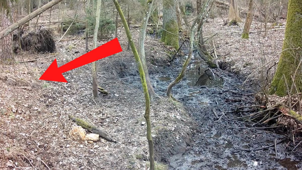 Nagrali 13 małych dzików.