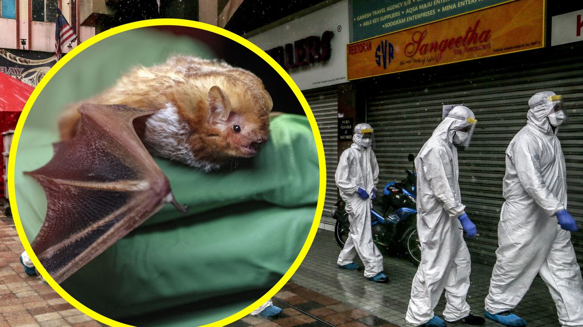 Wirus Nipah ma być przenoszony przez nietoperze