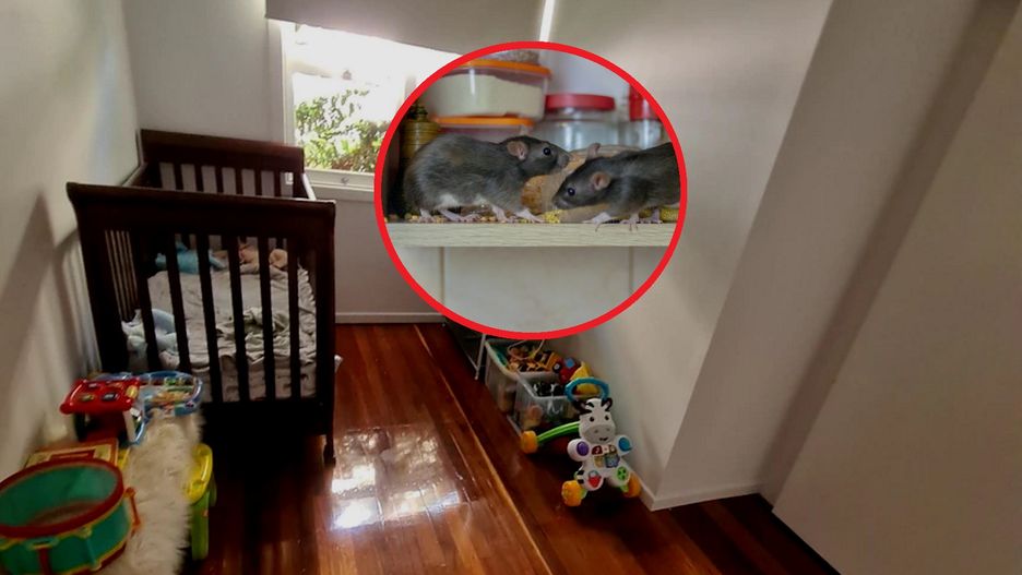 Szczury żywiły się dzieckiem. Niemowlę miało ponad 50 ugryzień