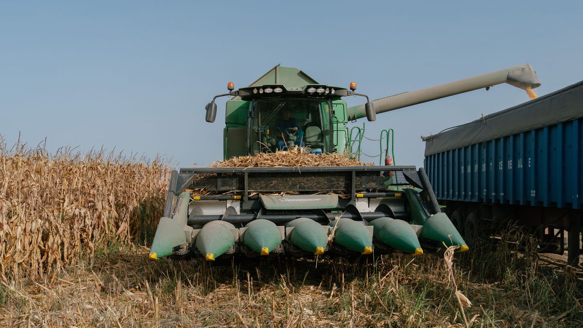 Harvested and chopped corn grain is unloaded into a truck in a field in Galati, Romania, on Tuesday, Oct. 3, 2023. Romania and Ukraine agreed to freeze grain shipments to Romania's domestic market until the two nations agree upon a joint licensing agreement, Prime Minister Marcel Ciolacu said. Photographer: Andrei Pugnovschi/Bloomberg via Getty Images