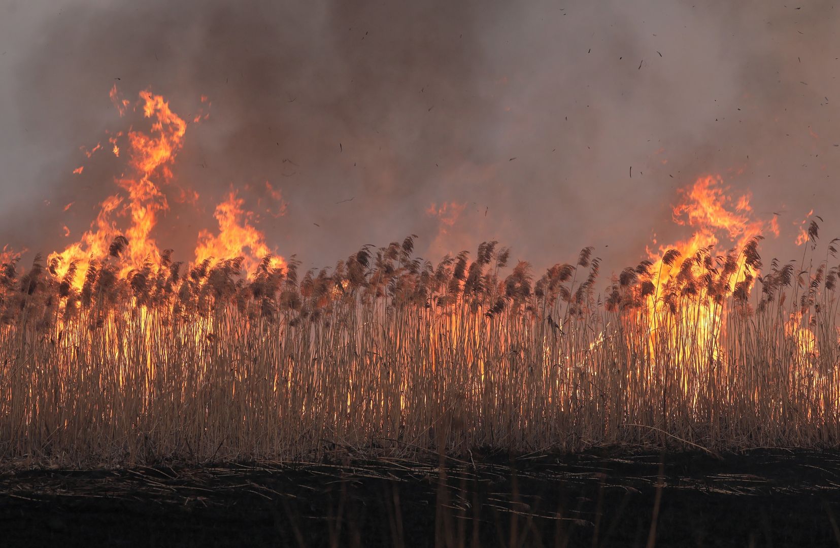 Najnowsze informacje o pożarze Biebrzańskiego Parku Narodowego