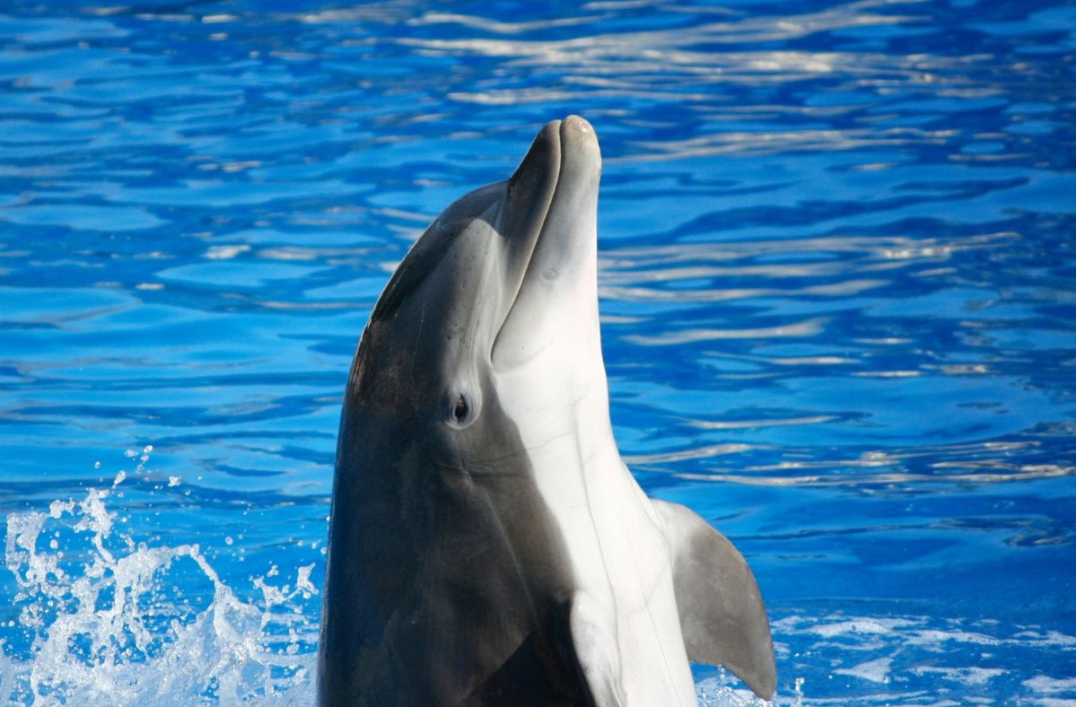 Sexually frustrated dolphin terrorizes Japanese coastal town