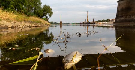 Katastrofa na Odrze. Służby zebrały wszystkie materiały o firmach przy rzece