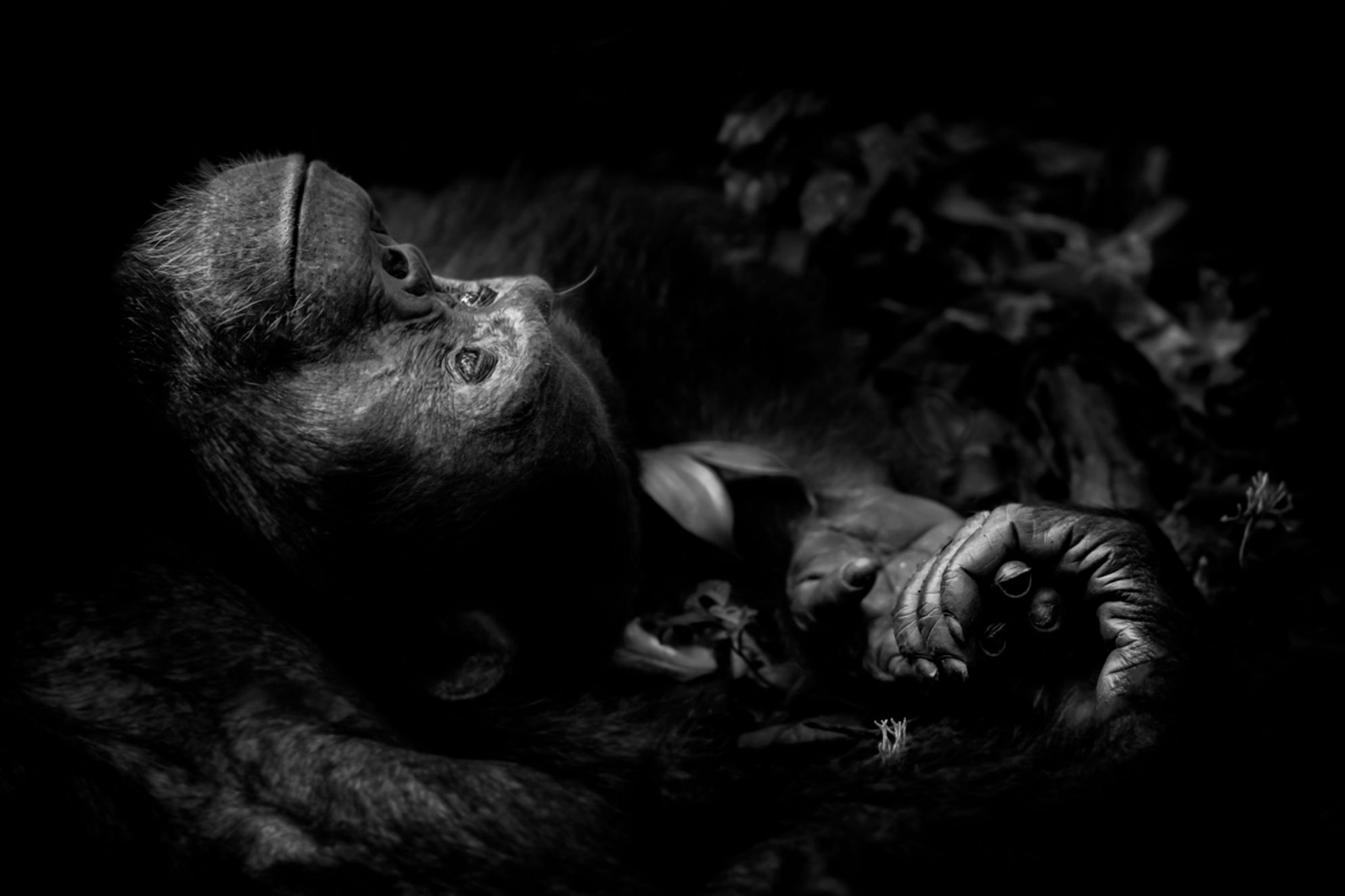 Wildlife Photographer of the Year 2017. Wygrało zdjęcie opowiadające historię zbrodni na nosorożcach 11