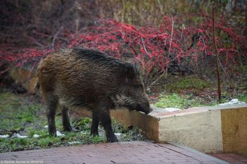Warszawa ma problem z dzikami. Trzaskowski zapowiada odstrzał