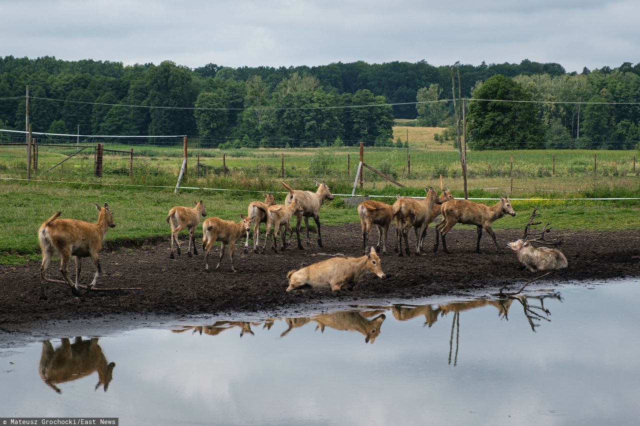 Zagrodził dojazd do mazurskich atrakcji. Miał dość braku reakcji gminy