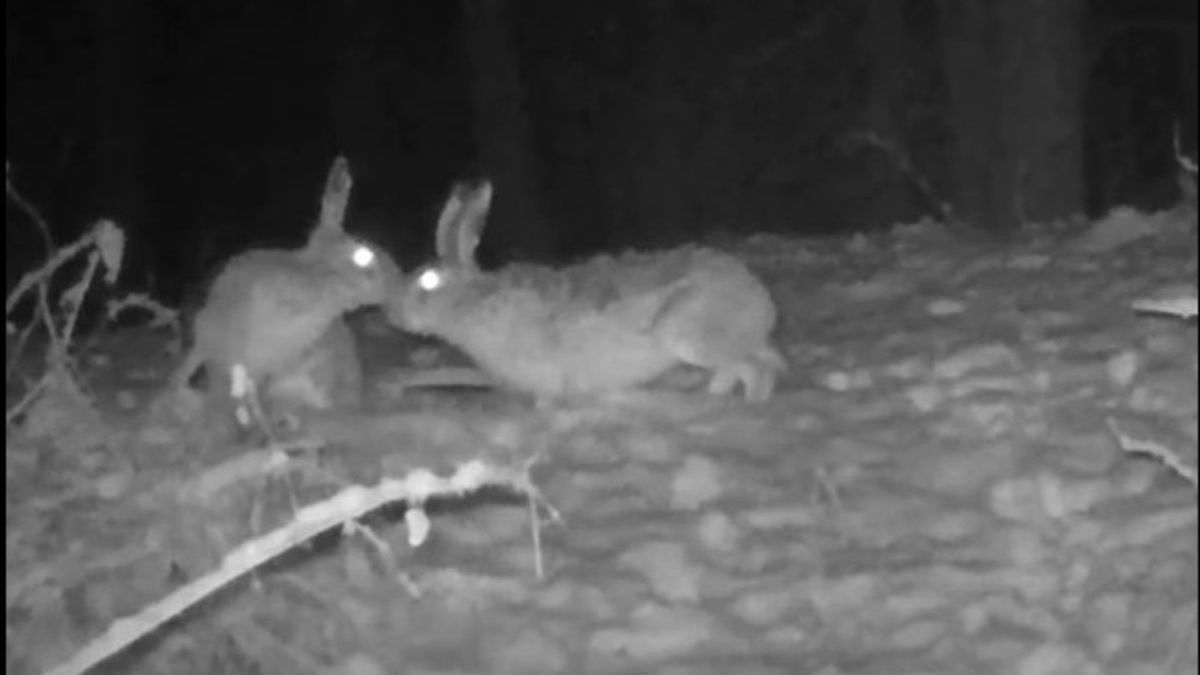 Nocne randki w lesie. Leśnicy pokazali wyjątkowe nagranie