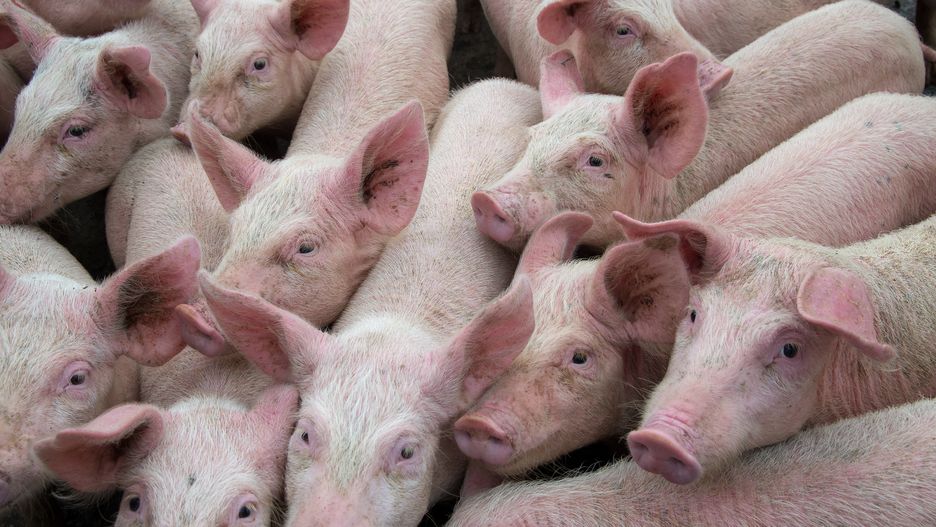 Na walkę z ASF przeznaczono 200 mln zł 