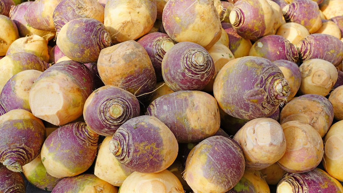 Brukiew dostarcza cennych minerałów