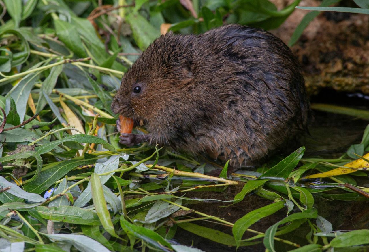 Humane ways to combat voles in your garden using peppermint oil