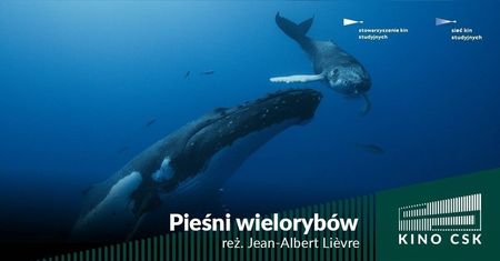 Niezwykły dokument o potędze oceanów i ich mieszkańców — „Pieśni wielorybów” w kinie CSK