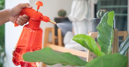 Podlej kwiaty wodą z mlekiem. Domowa odżywka dla roślin
