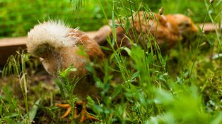 Wpuść do ogrodu, a upoluje tysiące kleszczy. Ślimaki też znikną