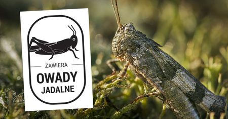 Polacy będą jeść owady? "Nie boję się nowych wyzwań"