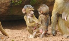 Planują zabić pawiany w zoo w Niemczech. Fala oburzenia