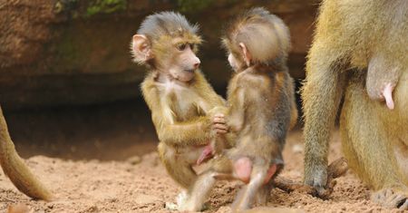 Planują zabić pawiany w zoo w Niemczech. Fala oburzenia
