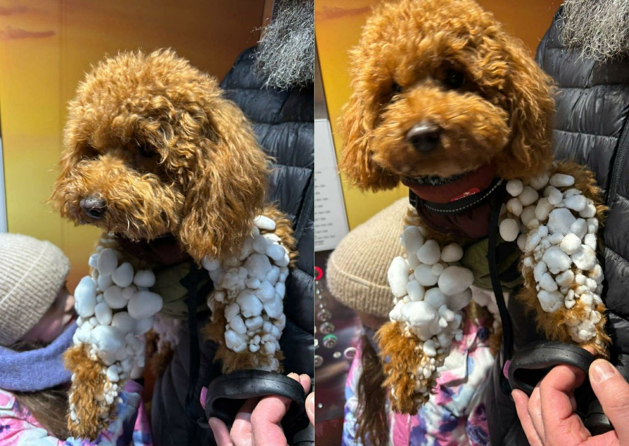 Widok rozbawił turystów. "Chodziła, jak transformers"