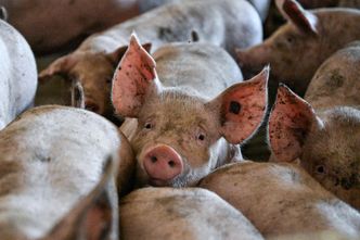 Ogromna chlewnia w Chinach. Wieżowiec ma 26 pięter