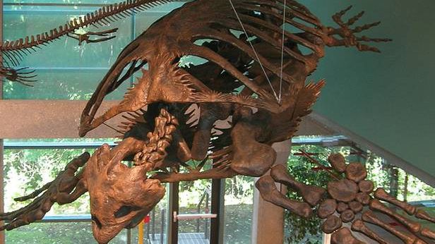 W Polsce odkryto skamieniałości najstarszych żółwi na świecie 1