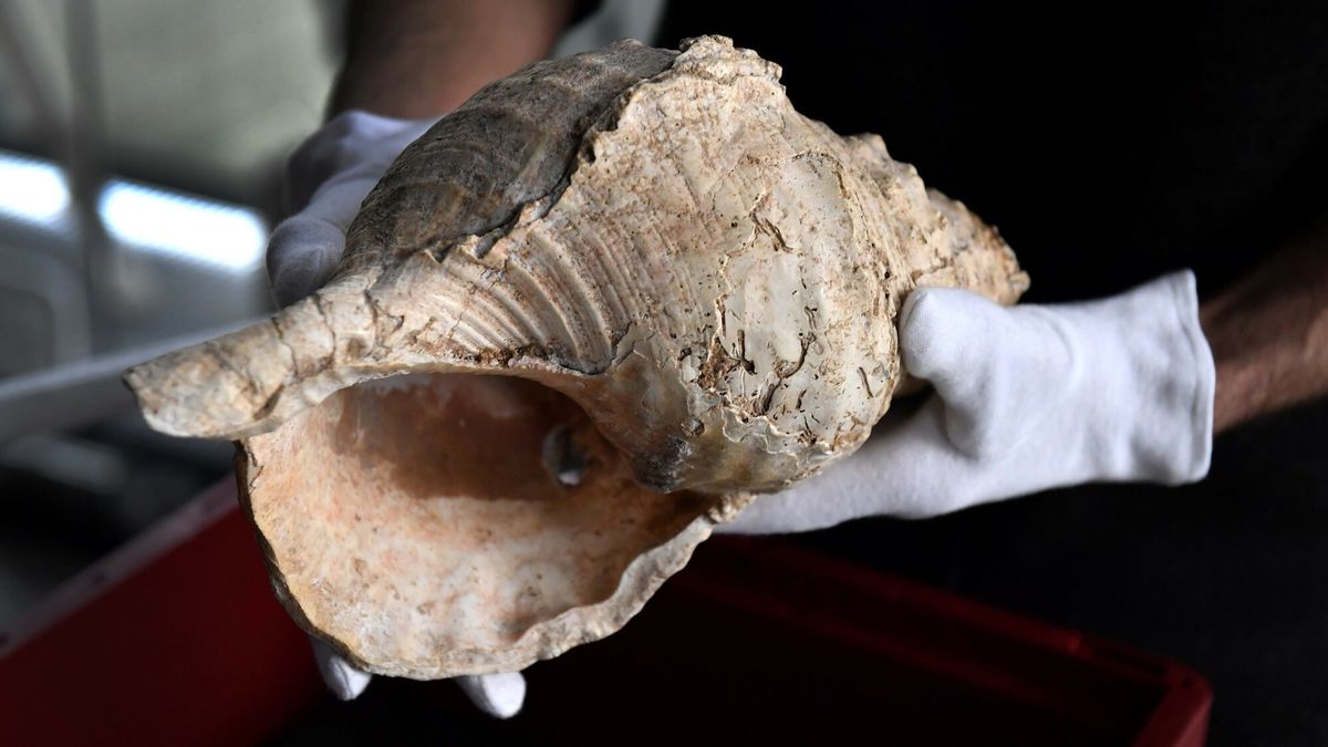 Charonia lampas służyły jako jedne z pierwszych instrumentów 