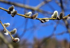 Kiedy kwitnie wierzba? Na drzewach widać pierwsze "kotki"