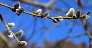 Kiedy kwitnie wierzba? Na drzewach widać pierwsze "kotki"