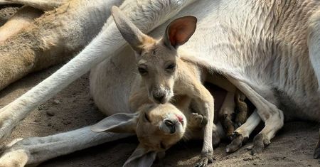 Niezwykła historia z warszawskiego ZOO. "Bardzo rzadkie zjawisko"