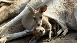 Niezwykła historia z warszawskiego ZOO. "Bardzo rzadkie zjawisko"