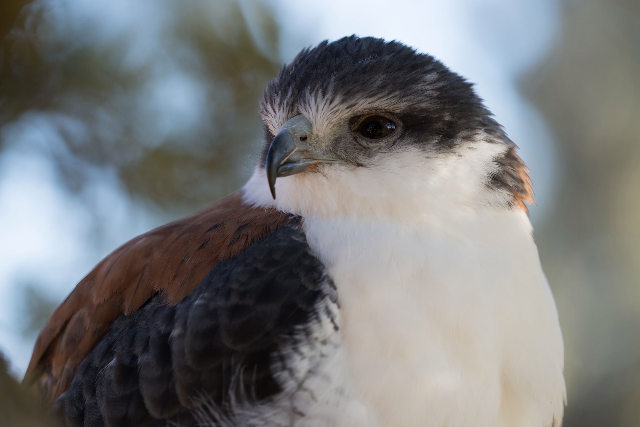 Olympus OM-D E-M1 Mark II - najszybszy na rynku [test] 150