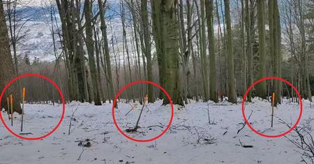 Zauważyłeś? To uważaj. Leśnik tłumaczy, co leży pod śniegiem