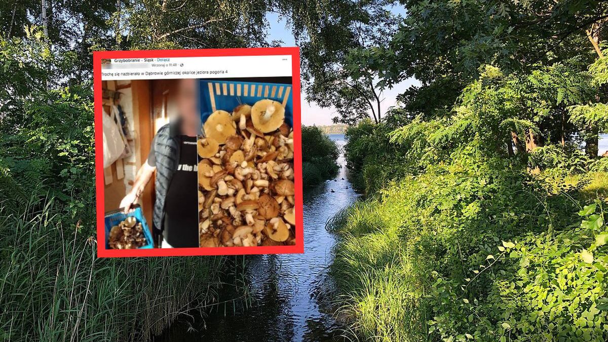 Nad jeziorem Pogoria IV. Prawdziwa gratka dla grzybiarza