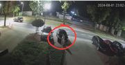 Płoccy policjanci poszukują sprawczyni uszkodzenia pojazdów [VIDEO]