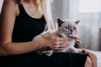 Kot wskakuje na kolana? To ważny sygnał