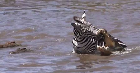 Turyści wstrzymali oddech. Zebra już była skazana na pożarcie krokodyli