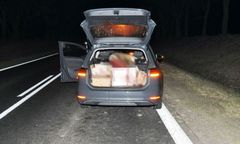 Zwierzę wpadło do auta. Ranny kierowca w wypadku pod Biłgorajem