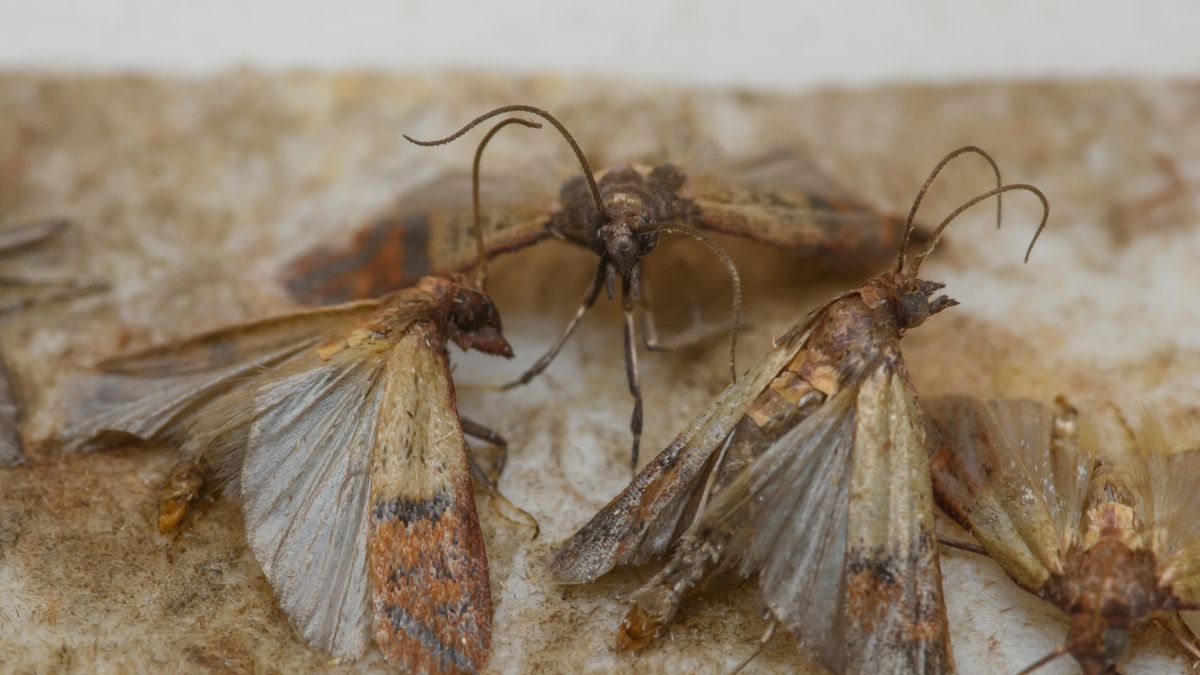 Przyprawy kontra mole. Owady nie mają szans!