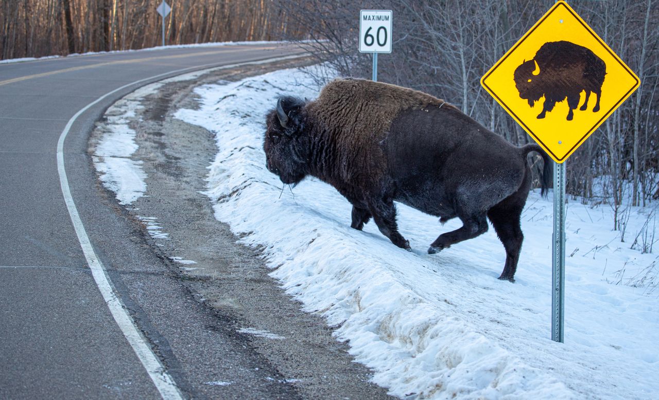 Zdjęcie dnia. Grzeczny bizon przechodzi przez ulicę we wskazanym miejscu