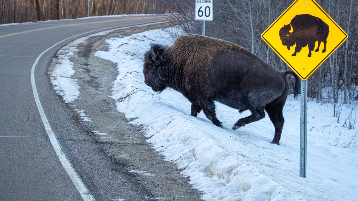 Zdjęcie dnia. Grzeczny bizon przechodzi przez ulicę we wskazanym miejscu 1