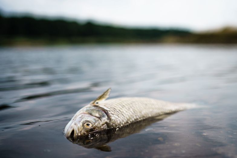 Setki martwych ryb w kolejnej rzece, w Niemczech. Powód jest znany
