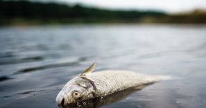 Setki martwych ryb w kolejnej rzece, w Niemczech. Powód jest znany
