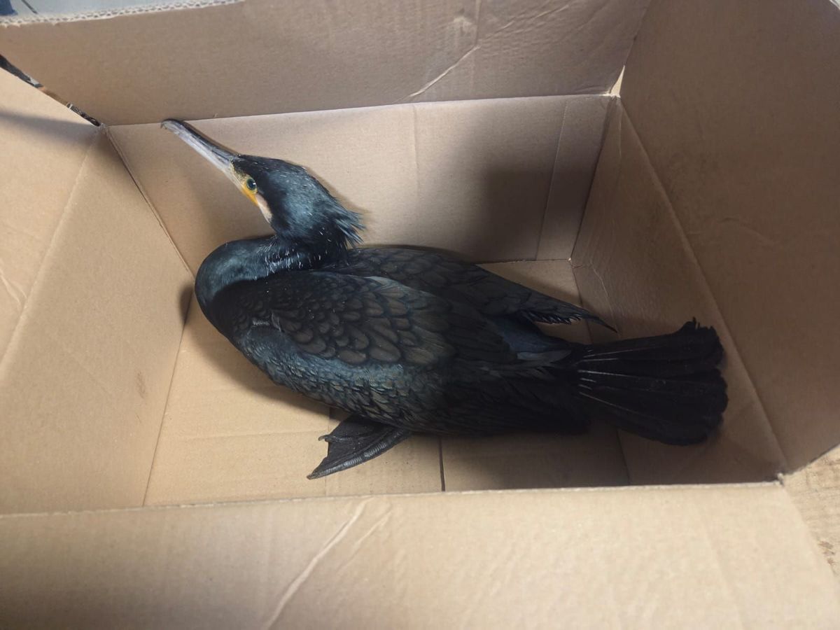 Nietypowy "petent" w komendzie. Ranny kormoran trafił na policję w Pabianicach