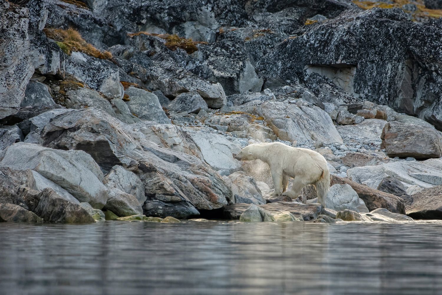 Poruszające zdjęcia niedźwiedzia polarnego próbującego zjeść plastikową torbę 9