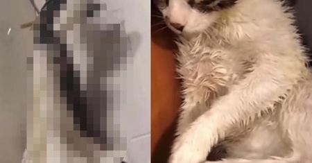 Powiesił kota na kablu. Teraz dosięgnęła go sprawiedliwość