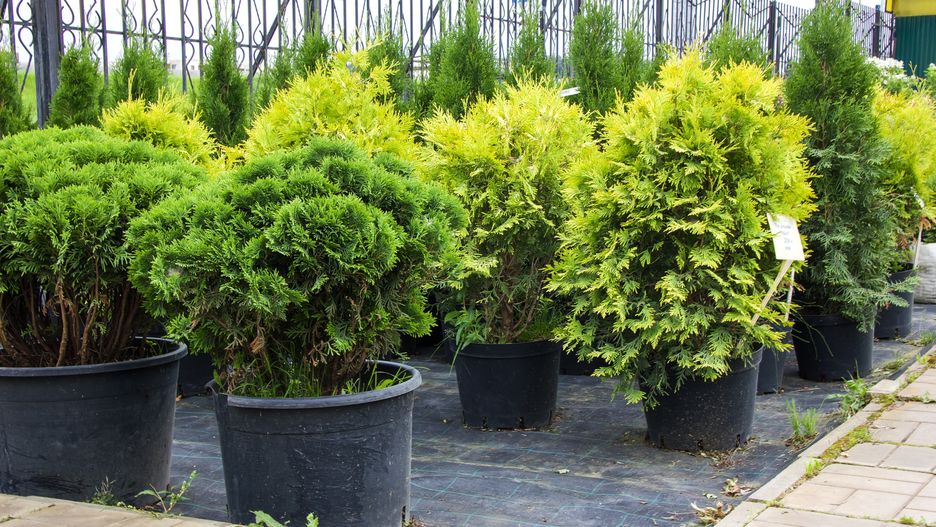 Garden shop. A row of pine, tuja and juniper in pots with price tags offered for sale
shop, garden, gardening, design, fresh, flower, bloom, sale, plant, shopping, template, decoration, store, street, botanical, growth, nursery, business, equipment, greenhouse, beautiful, label, horticulture, floral, colorful, retail, small, nature, market, tree, green, summer, outdoor, floriculture, spring, decorative, pot, wood, soil, organic, centre, center, agriculture, botany, flora, glasshouse, tool, care, plants, floristry, spruce, blue, fir, flowerpot, grow, pine, tuja, juniper, garden pot, landscape design, row, fir