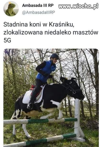 kraśnik memy 5g wifi