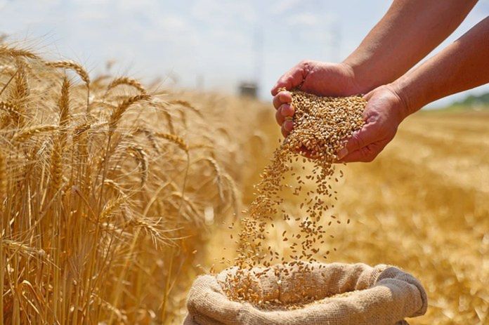 Polska sprzedaje trzy razy mniej zboża niż dwa lata temu