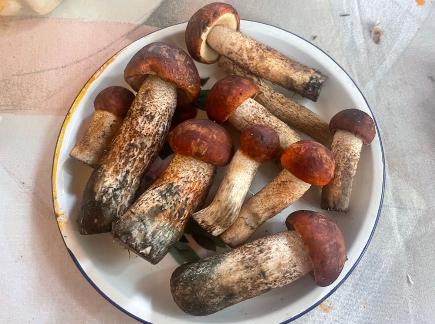 Rośnie w polskich lasach. To jeden z najzdrowszych grzybów