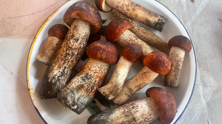 Skarbnica zdrowia w polskich lasach. To najzdrowsze gatunki grzybów