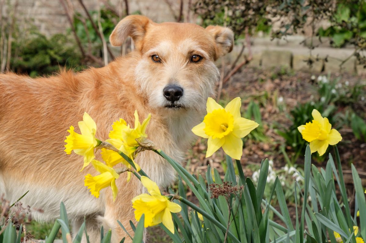 Some plants pose a threat to the health of dogs / illustrative photo